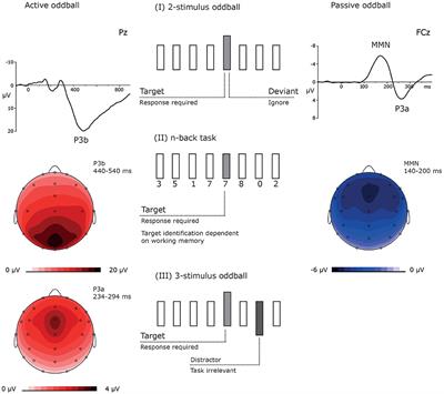 Potential Mechanisms for the Ketamine-Induced Reduction of P3b Amplitudes